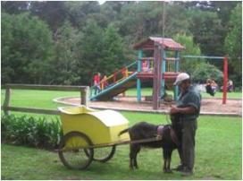 Paseo en cabrita