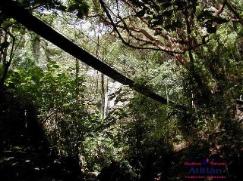 Puente sobre el can de la catarata